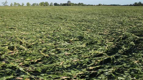campo de maíz después de una poderosa tormenta de tornado en michigan, vista aérea
