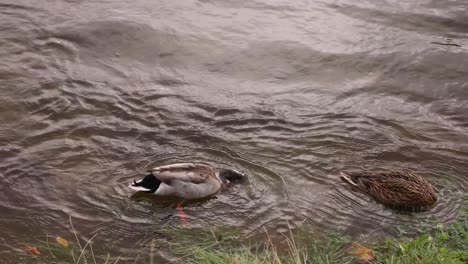 two-ducks-floating-and-eating-along-the-river-ness-in-Inverness,-Scotland-in-the-Highlands