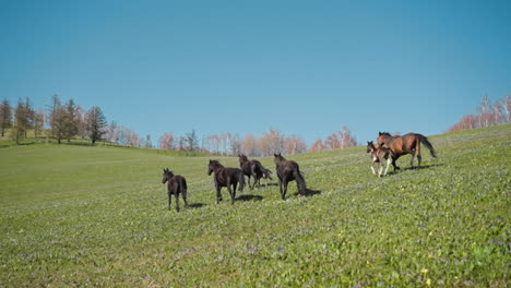 Caballos-Marrones-Con-Potros-Corren-Juntos-A-Lo-Largo-Del-Campo-En-Las-Colinas