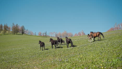 caballos marrones con potros corren juntos a lo largo del campo en las colinas