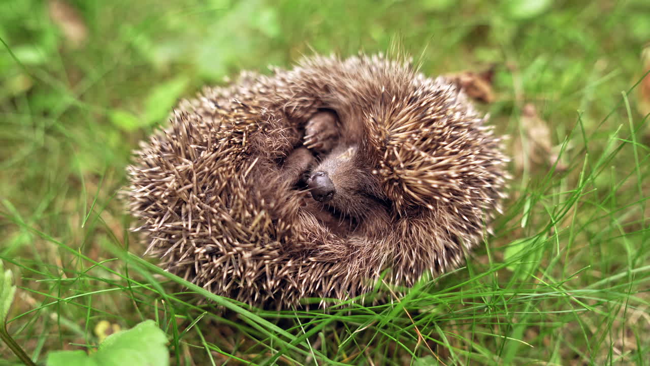 Small hedgehog is sleeping in grass. Sleeping curled up in a ball hedgehog outdoors. Close-up.