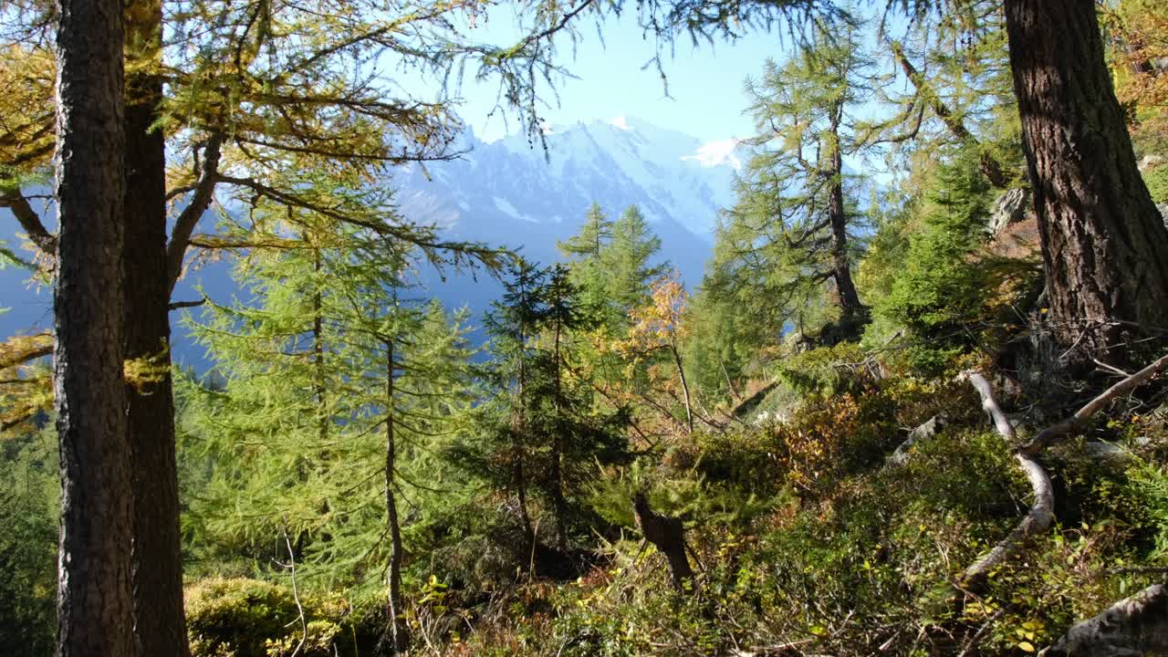 vista del mont blanc desde aiguilles rouge, a través de los árboles, cerca de chamonix