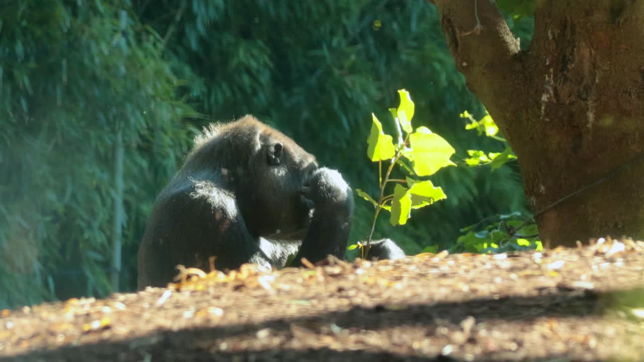 Un gorilla mastica tranquillamente foglie in un ambiente zoologico naturalistico, ripreso con illuminazione soffusa e riprese stabili.