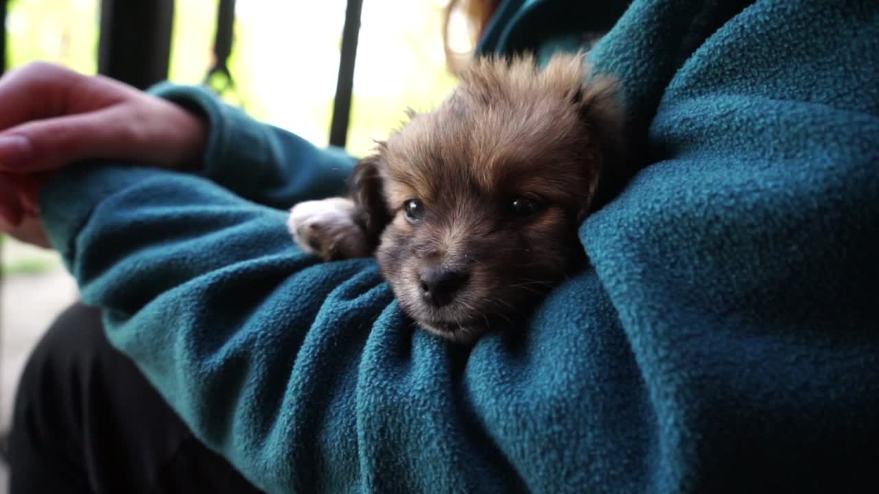 Young girl holding on her arms a small sleepy puppy.