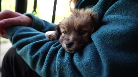 young girl holding on her arms a small sleepy puppy.