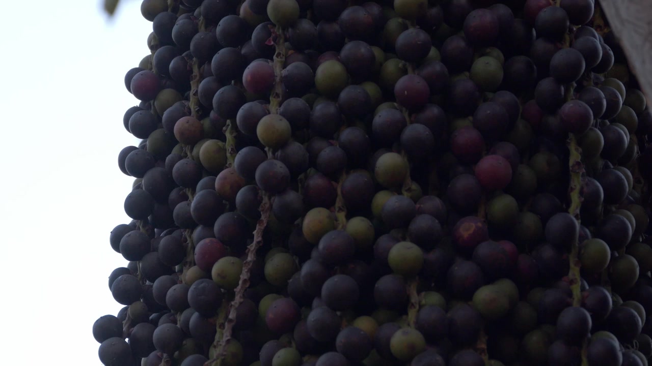 Primo piano con panoramica verso il basso di un denso grappolo di frutti di palma tropicali che pendono sotto un albero nel Parco Chaloem Kanchanaphisek, Nonthaburi, Thailandia
