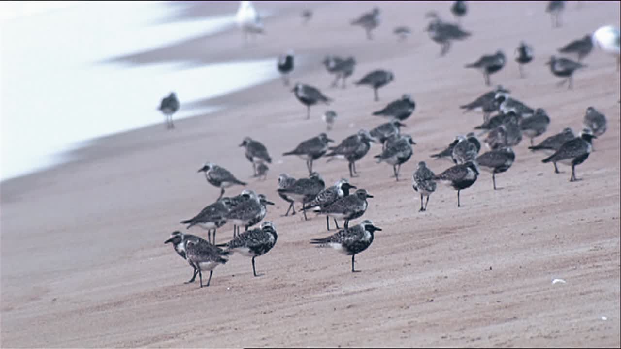 группа из нескольких чернобрюхих ржанок (pluvialis squatarola) на пляже улет 2013 г.