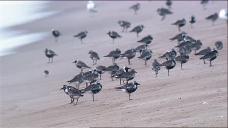 2013년 해변에서 날아다니는 여러 검은 배 물떼새(pluvialis squatola)