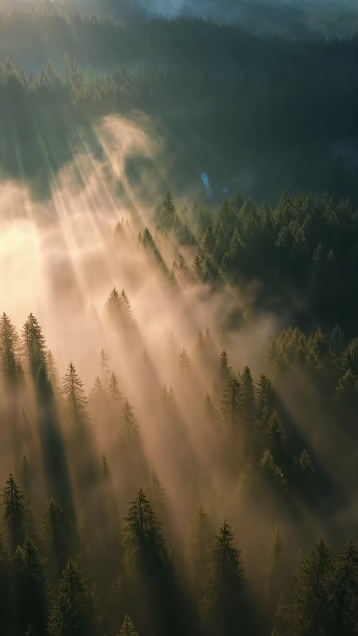 Luftvideo af en tåget skov ved solopgang, der fanger solstråler, der siver gennem træerne