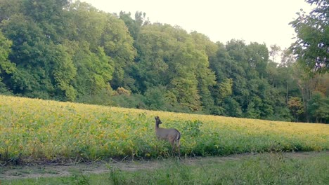 white tail deer - an alert doe cautiously grazes on the edge of a soybean field the midwest in autumn