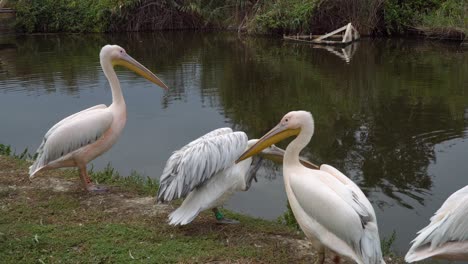 close-up of beautiful great white pelicans drying and preening on a lake shore