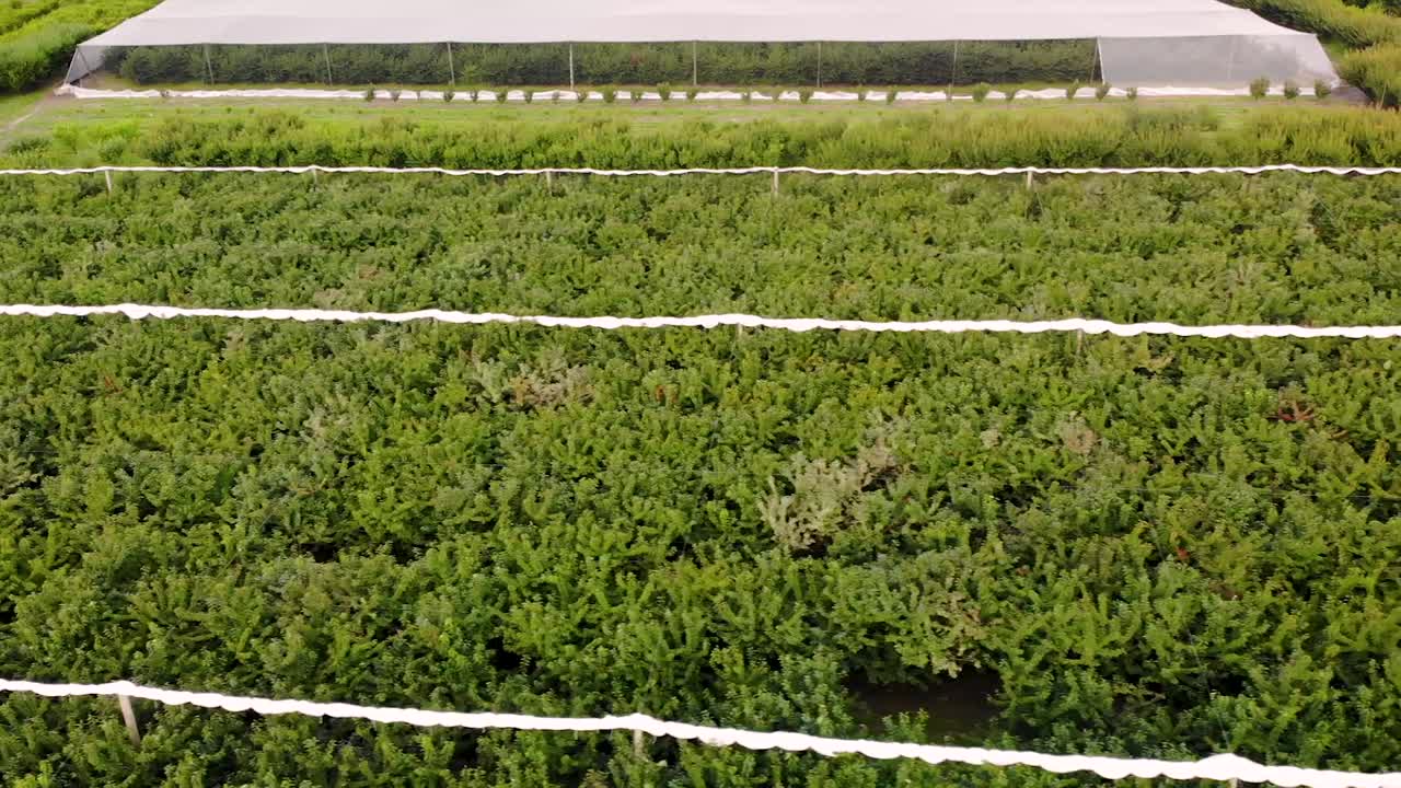 Aerial above green cherry plants at an orchard in New Zealand, farm in Roxburgh