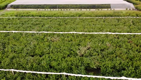 aerial above green cherry plants at an orchard in new zealand, farm in roxburgh