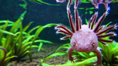 axolotl in aquarium