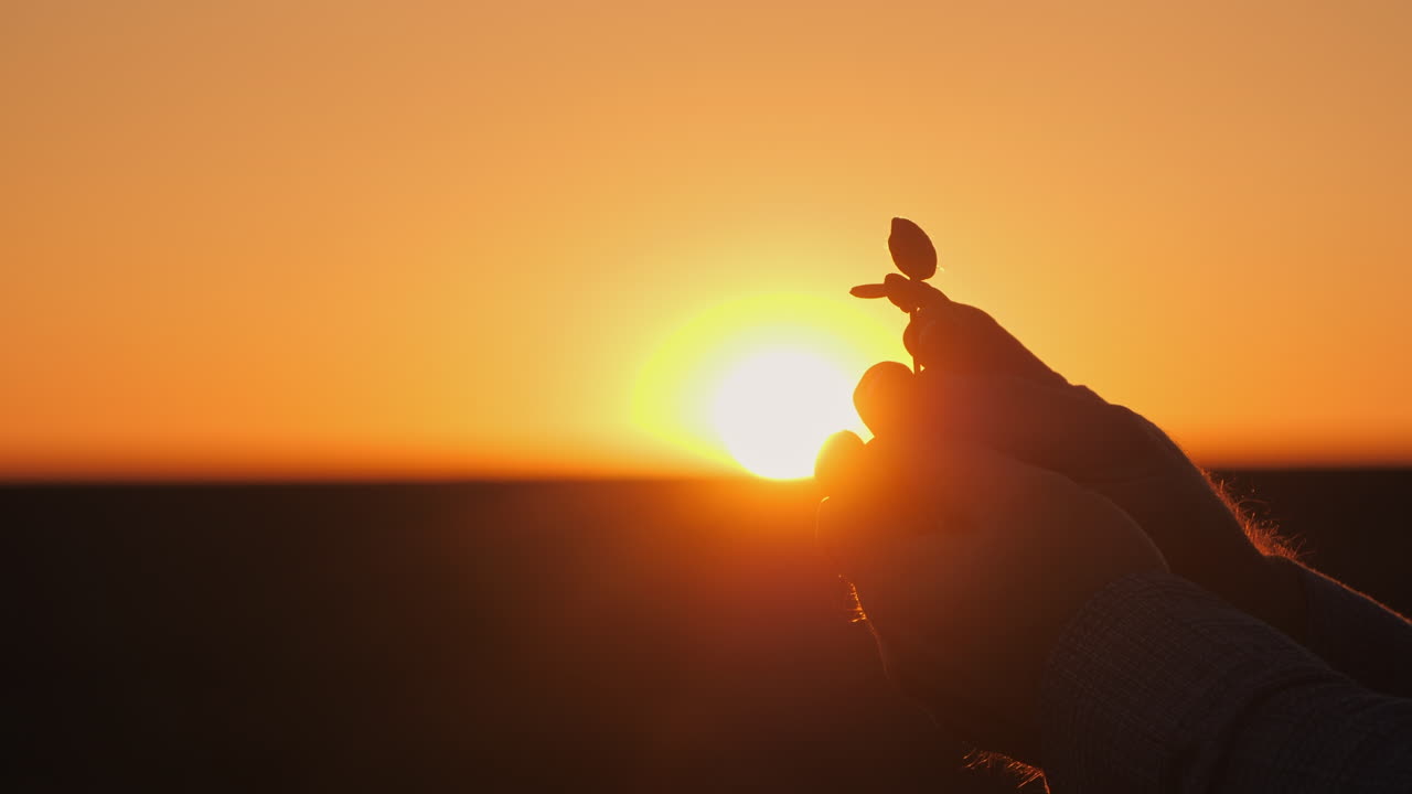 Silueta del atardecer