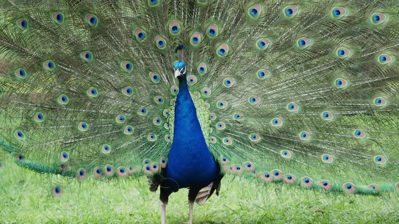Imagens em close-up de um pavão exibindo suas icônicas penas da cauda com padrões de olhos.