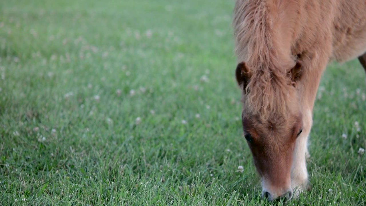 Un simpatico cavallo Falabella nano marrone che mangia l'erba nel campo.