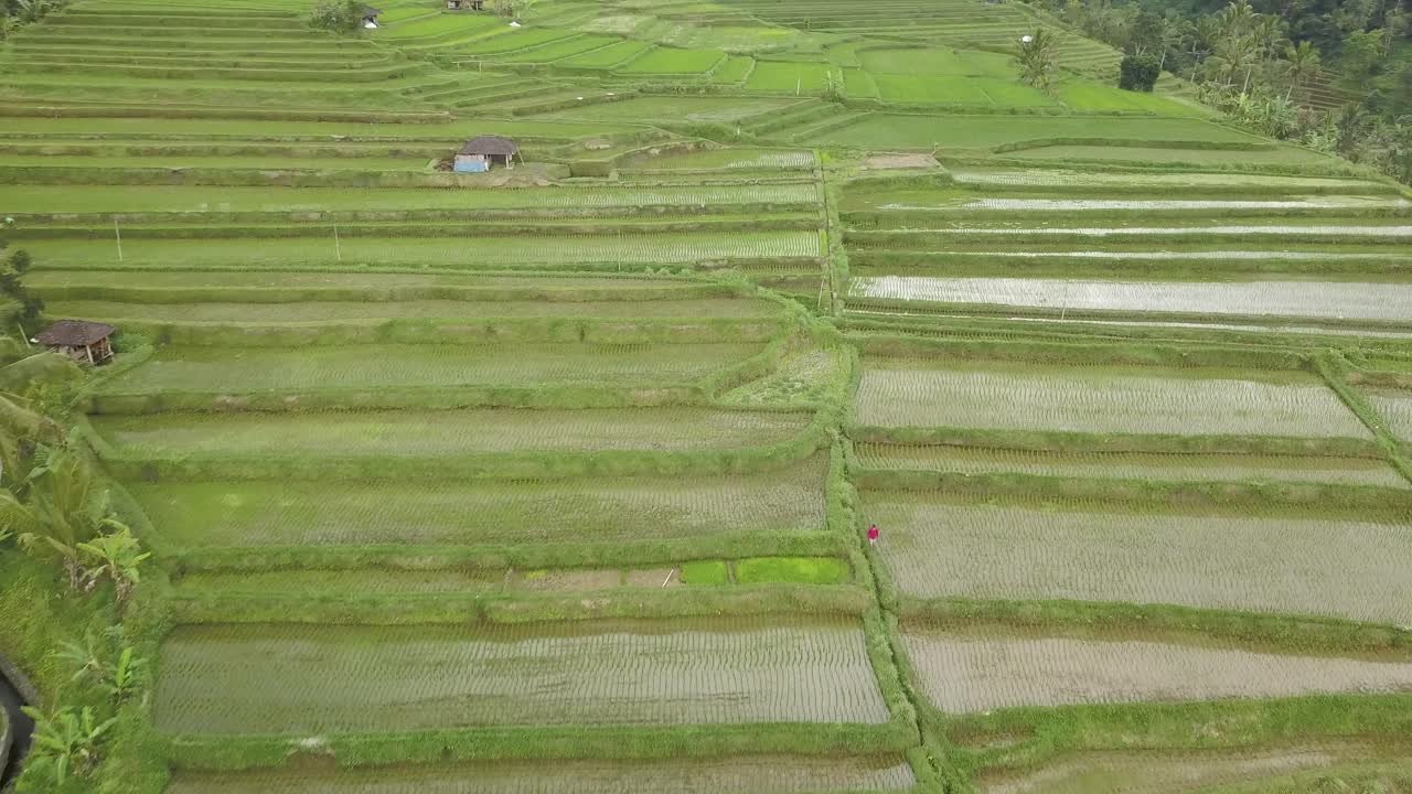 Vista aerea dei campi di riso patrimonio mondiale dell'UNESCO a Jatiluwih, Bali, Indonesia in una giornata nuvolosa