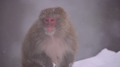 portrait of rhesus macaque monkey a wild monkeyin snow fall