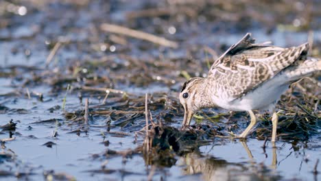 alimentación de agachadiza común comiendo gusanos primer plano durante la migración de primavera humedales de pradera inundada