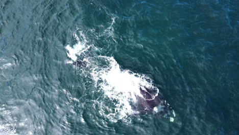 Southern-Right-whale-calf-swims-at-surface-toward-its-mom