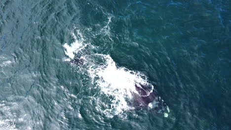 southern right whale calf swims at surface toward its mom