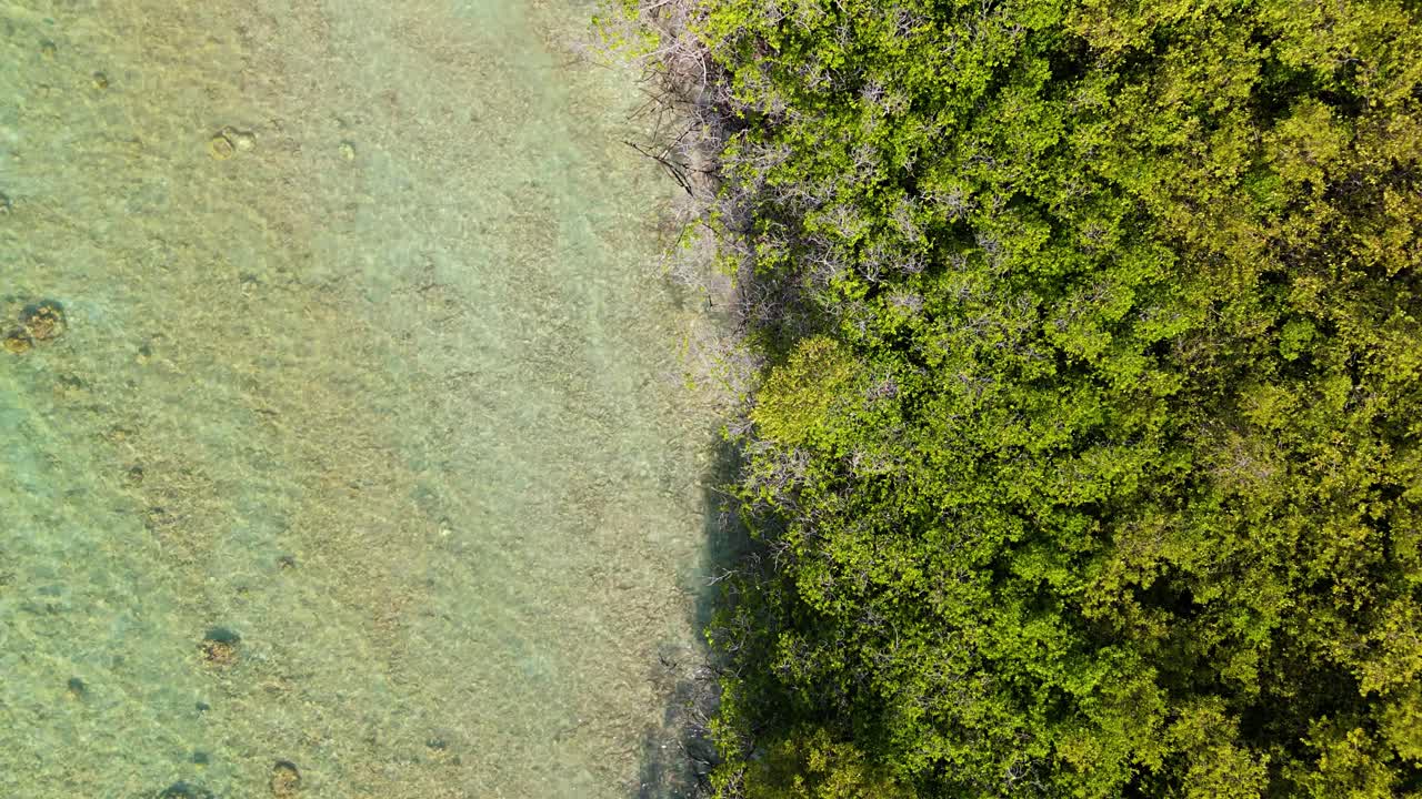 vista por satélite de drones del bosque de manglares y las claras olas de agua del océano del caribe en la playa rocosa