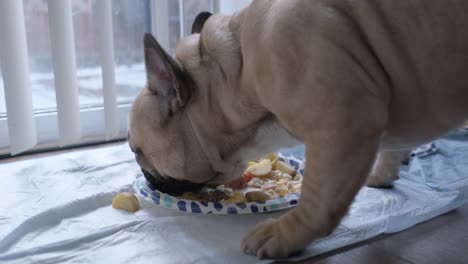 cerca de bulldog francés comiendo su comida saludable