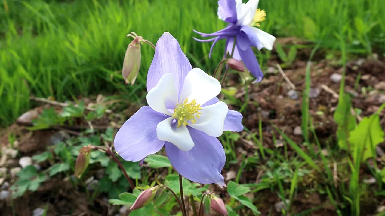 aquilegia es un género de aproximadamente 60 a 70 especies de plantas perennes que se encuentran en prados, bosques y a mayores altitudes en todo el hemisferio norte.