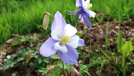 Aquilegia-Es-Un-Género-De-Alrededor-De-60-A-70-Especies-De-Plantas-Perennes-Que-Se-Encuentran-En-Prados,-Bosques-Y-En-Altitudes-Más-Altas-En-Todo-El-Hemisferio-Norte.