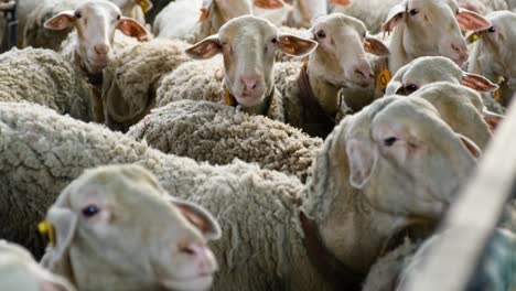 sheeps on a flock farm