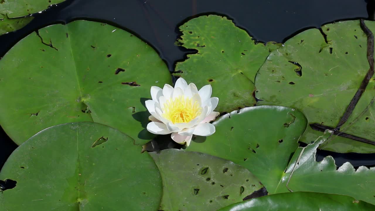 ⁇  물 릴리, nymphaea alba, 운하 가장자리에서 자란다
