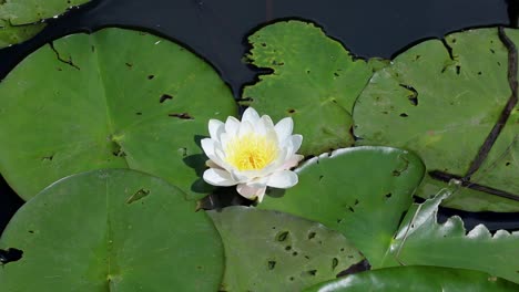 White-Water-Lily,-Nymphaea-alba,-growing-at-edge-of-canal