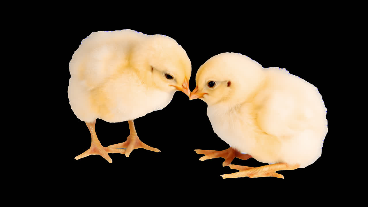 Animación de dos pollitos amarillos esponjosos juntos, recurso aislado, vídeo 4K transparente, canal alfa.