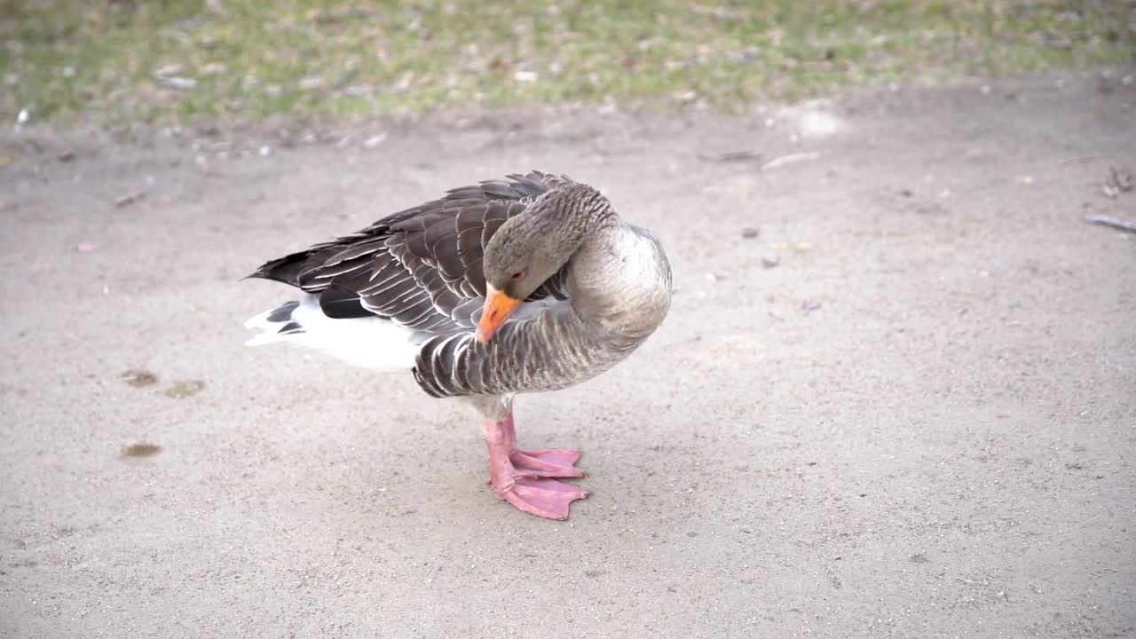 A Grey Goose standing on the footpath of a park and cleaning itself.