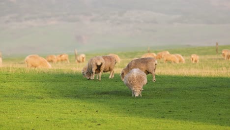 sheep grazing peacefully in a lush field