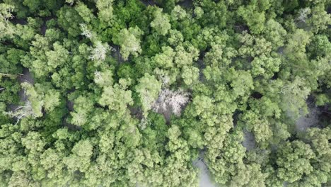 Top-view-dry-branch-mangrove-tree-at-Batu-Kawan,-Penang,-Malaysia.