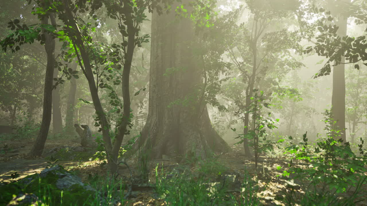 Sunlight filters through trees in a lush forest during early morning hours