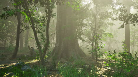 sunlight filters through trees in a lush forest during early morning hours