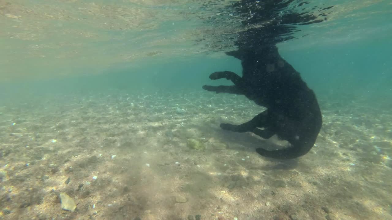 느린 움직임, 검은 개는 물 표면에서 수영하고 빛에서 바다 바닥에 돌을 찾기 위해 다이빙합니다. 수중 촬영. 은 바다, dahab, 이집트