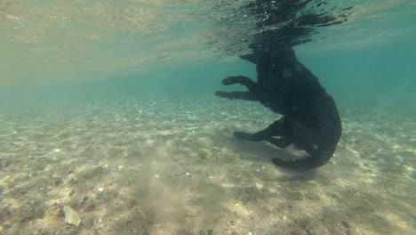en cámara lenta, perro negro nada en la superficie del agua y se sumerge en busca de piedras en el fondo del mar a la luz del sol. tiro bajo el agua. mar rojo, dahab, egipto