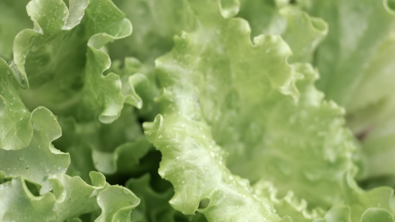 Fresh lettuce in drops of water. Shot on super slow motion camera 1000 fps