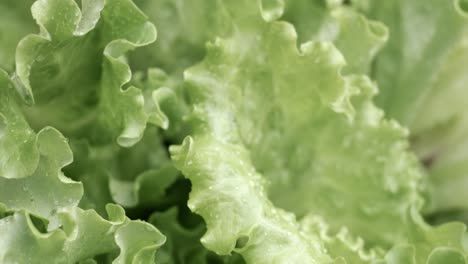 fresh lettuce in drops of water. shot on super slow motion camera 1000 fps