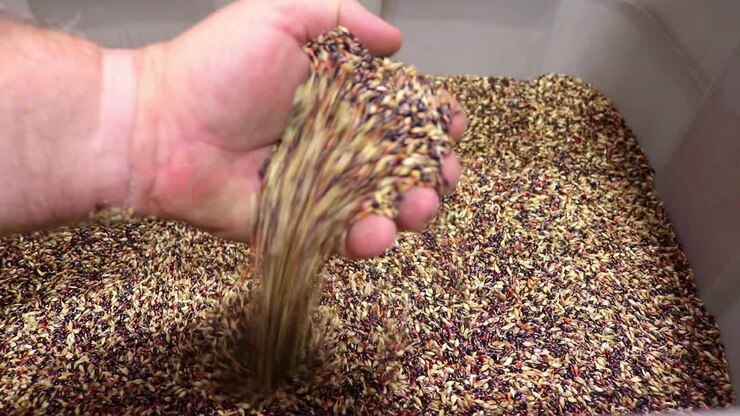 Piper Sudan Grass Seed used as a cover crop, sold by a small business that sells and exports seeds to farmers who are concerned about soil health