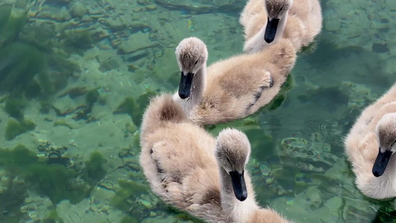 Draufsicht auf flauschige graue Schwanenküken, die gemeinsam in klarem, seichtem Seewasser mit Algen schwimmen.