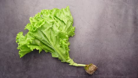 top view of lettus leaf on black background