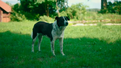 Cute-dog-on-the-green-grass-yawning-and-posing-on-the-shade