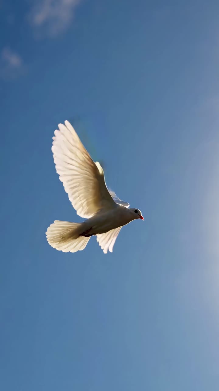 Vista aérea de una gaviota volando contra un cielo azul despejado, capturada con un estilo cinematográfico y dinámico.