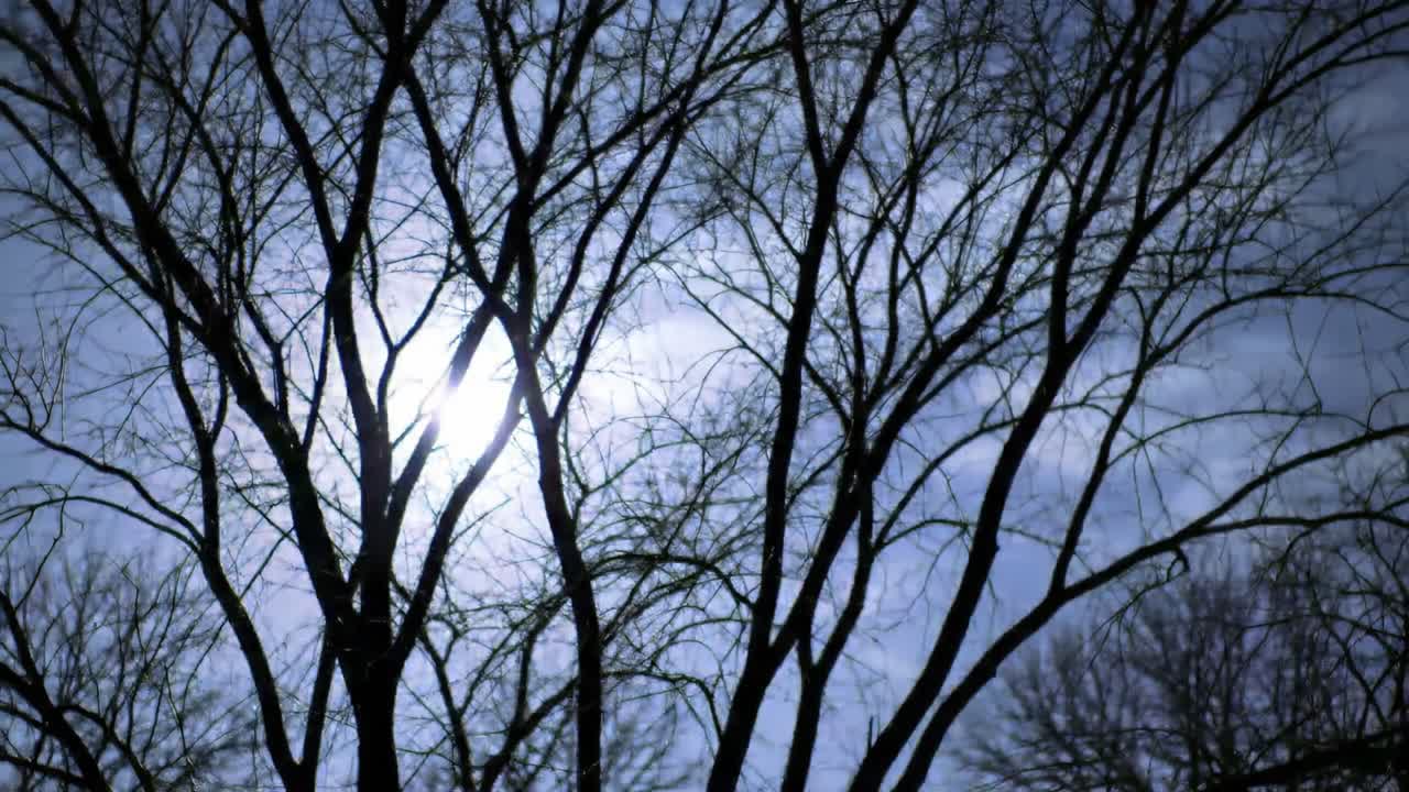 Bare trees stretch towards the clear sky as sunlight filters through their branches in a tranquil winter setting. The peaceful scene captures the beauty of nature in late afternoon.