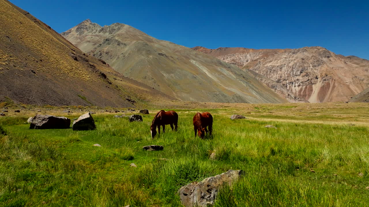 Wild horses graze on green alpine meadows beneath dramatic mountain peaks in Cajón del Maipo, a scenic valley near Santiago, Chile, in the South American Andes